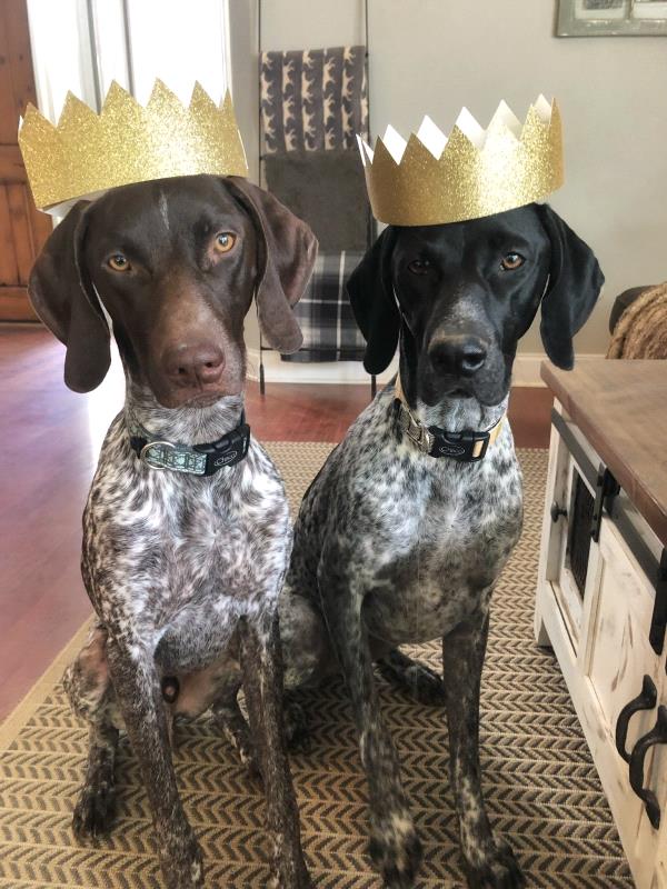 /Images/uploads/Southeast German Shorthaired Pointer Rescue/segspcalendarcontest2018/entries/8880thumb.jpg